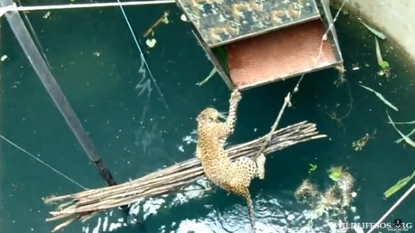 Rescatan a un leopardo que se ahogaba tras caer en un pozo