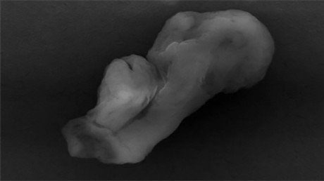 Foto: Un científico asegura que este "extraño monstruo" demuestra la existencia de extraterrestres