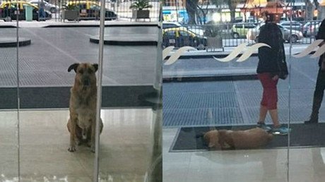 El 'Hachiko' argentino: Un perro vagabundo aguarda seis meses a una azafata a la entrada de un hotel