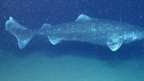 ¿Cuatro siglos de vida?: Revelan cuál es el vertebrado más longevo de la Tierra