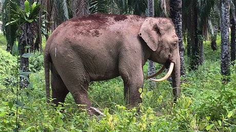 Aparece en Malasia un extraño elefante 'dientes de sable' con los colmillos invertidos (Foto)