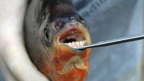 EE.UU.: Hallan pirañas 'vegetarianas' con dientes como los humanos