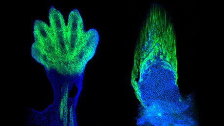 Revelan un vínculo profundo entre las aletas y las extremidades