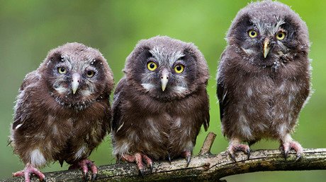 ¿Por qué dos nadadores estadounidenses no pueden salir de Río? Lo explicamos en gifs con lechuzas