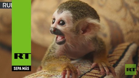 ¿Será que aprende a maullar?: Una gata adopta a un mono ardilla rechazado por su madre