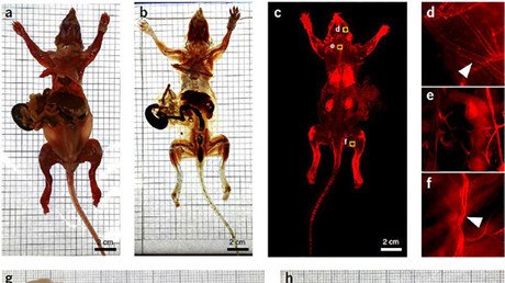 Unos biólogos alemanes crean ratones transparentes e invisibles