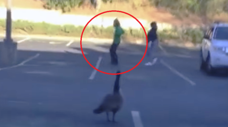 Karma instantáneo: Si te metes con un ganso te puede pasar esto