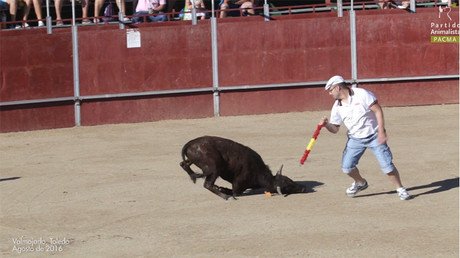 "Nunca vi tanta crueldad": denuncian las becerradas en España con un estremecedor vídeo (18+)