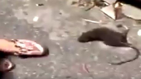 Una rata moribunda se venga de una joven que intentaba matarla (IMÁGENES EXPLÍCITAS)