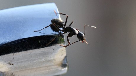 Revelación científica: ¿Jaque mate a una teoría fundamental de la evolución?