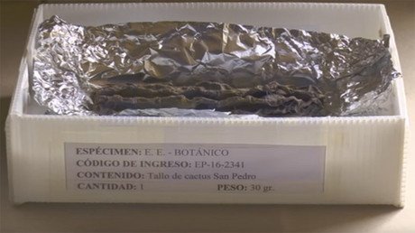 Un cactus milenario puede revelar el misterio de antiguos rituales en Perú