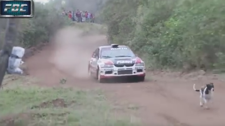 ¿Es este el perro más afortunado del mundo?: Escena de infarto durante una carrera 