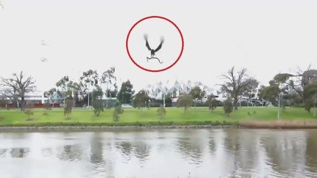 Un halcón 'con sentido de humor': Deja caer una serpiente viva en una barbacoa familiar