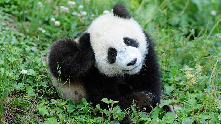 Buenas noticias para los pandas, malas para los gorilas