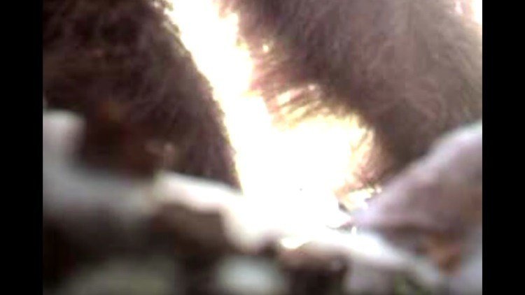 Graban a un 'Pie Grande' en un bosque de EE.UU.