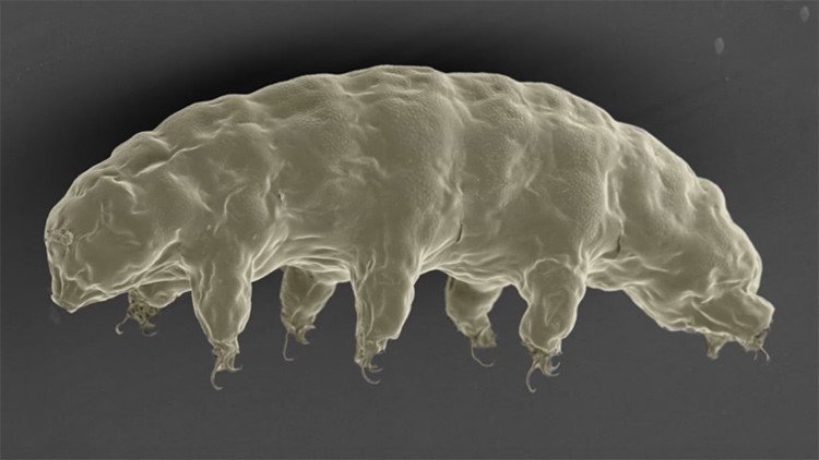 Esta increíble proteína animal podría proteger nuestras células de los rayos X