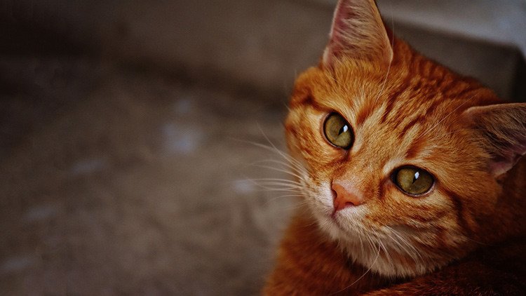  Un gato sobrevive más de un mes bajo los escombros tras el sismo en Italia 