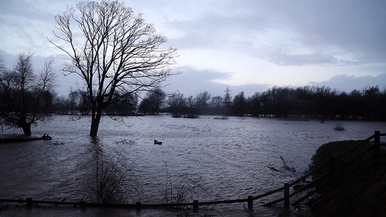 "Pensaban que era una vaca": encuentran un enorme 'monstruo' marino en un río británico (Video)