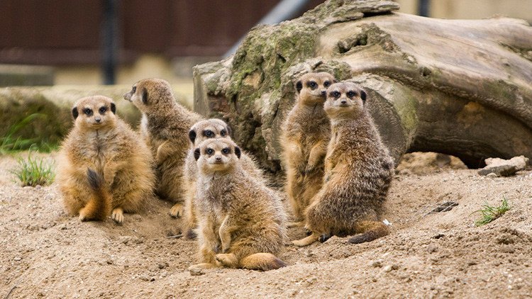 Descubren cuáles son los mamíferos más violentos, y no son los humanos