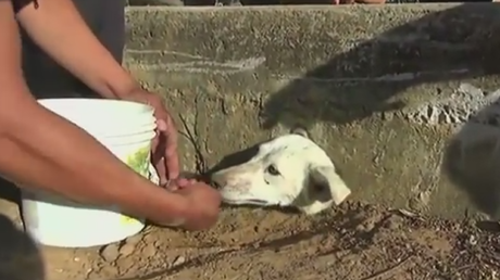 El siguiente video te romperá el corazón