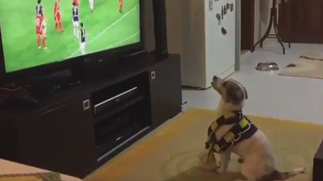 Un adorable perro que celebra los goles de su equipo conquista la Red