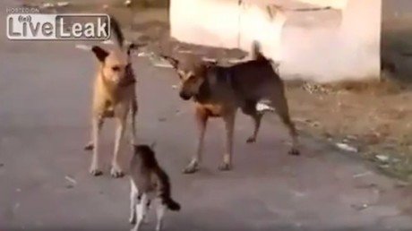 Un gato puede con un grupo de perros 