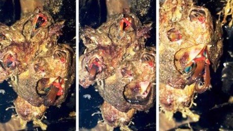 Un pescador encuentra una espeluznante criatura 'alienígena' marina ¿Qué es?