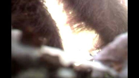 Graban a un 'Pie Grande' en un bosque de EE.UU.