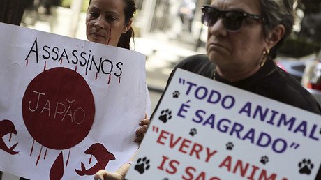 Comienza en Japón la controvertida y cruel temporada de caza de delfines 