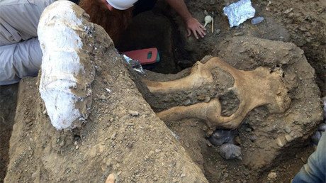 El hallazgo de un cráneo de un mamut en California se convierte en un rompecabezas científico