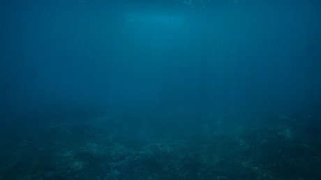 ¿Un pulpo con orejas de elefante? Hallan nuevas formas de vida en el volcán submarino Cook (video)