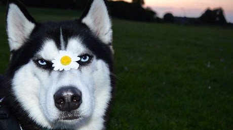 Una celebridad de los memes: Así luce actualmente el famoso 'perro enojado' 