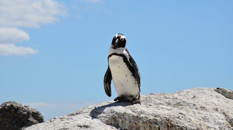 Un extraño 'ladrón' acecha el hogar de una familia peruana