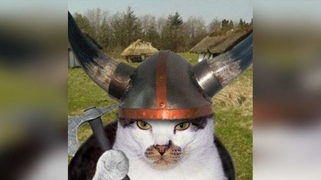 Científicos encuentran muestras de ADN de gatos vikingos