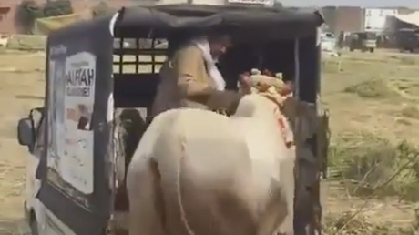 Una vaca mata a un anciano de una patada