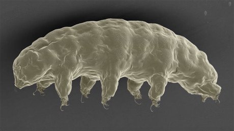 Esta increíble proteína animal podría proteger nuestras células de los rayos X