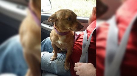 VIRAL: La encendida carta contra "la escoria que abandonó a su perro"