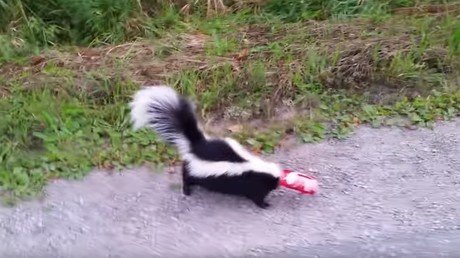 Cuando la valentía supera el miedo: un hombre rescata una mofeta