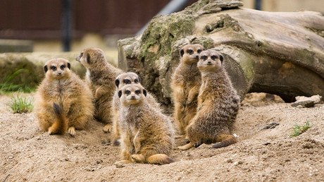 Descubren cuáles son los mamíferos más violentos, y no son los humanos