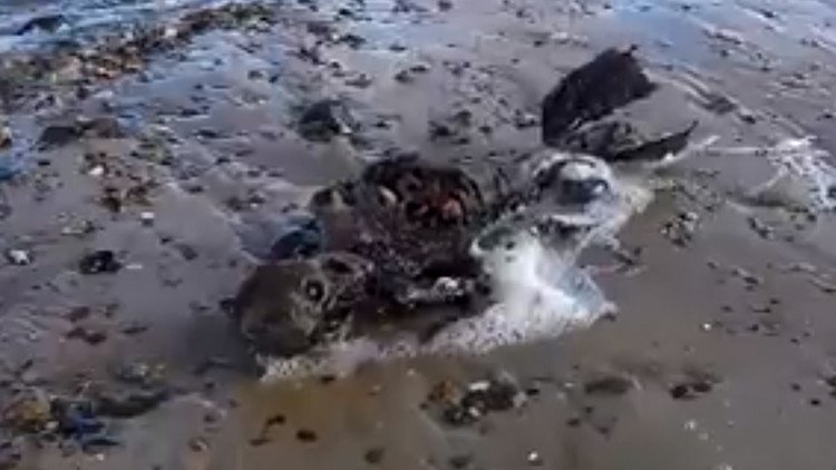 Video: Asegura haber descubierto el cadáver de una sirena