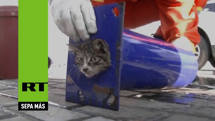 Salvan a un gato atrapado en un tubo