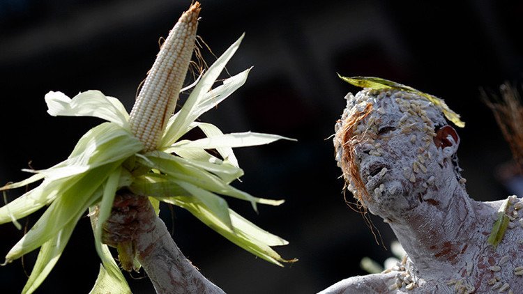 Temer autoriza la mayor importación de maíz transgénico de la última década