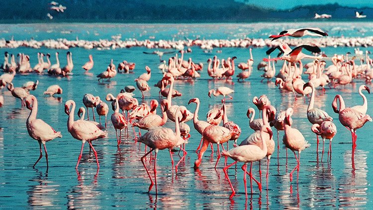 El baile más flamenco: encuentre a la bailarina entre decenas de aves