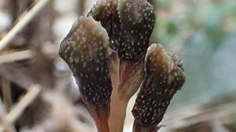 Descubren en Japón una planta que existe contra las leyes de la naturaleza