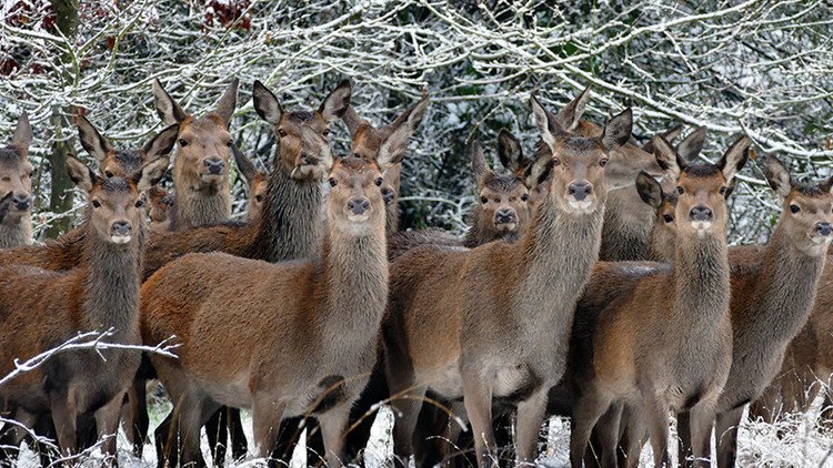 La peor extinción desde los dinosaurios: casi el 70% de los animales salvajes desaparecerá para 2020