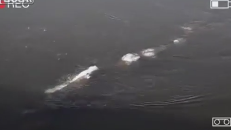 Funcionario de EE.UU. incendia la Red: Graba un monstruo parecido al del Lago Ness 