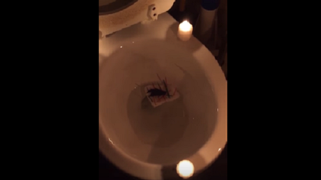 'Descansa en paz Enrique': Polémico funeral de una mascota 'incendia' la Red