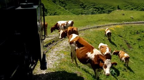 '‘Vaquicidio': un tren con hinchas del Arsenal arrolla una vacada