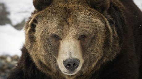 EE.UU.: Un hombre sobrevive a dos ataques de una osa y muestra sus heridas (FUERTE VIDEO)