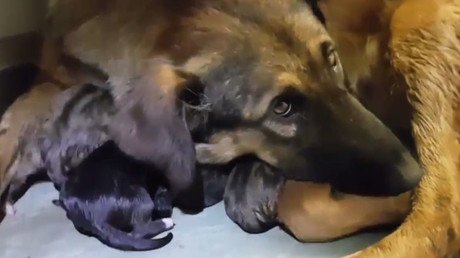 VIDEO: Una perra callejera da a luz en un vagón del metro de Moscú